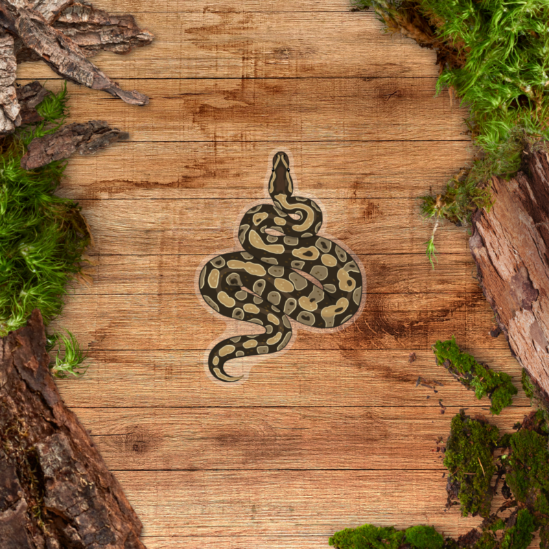 Transparent Sticker - Ball Python Wild Type Clear Sticker - Wild Type Ball Python