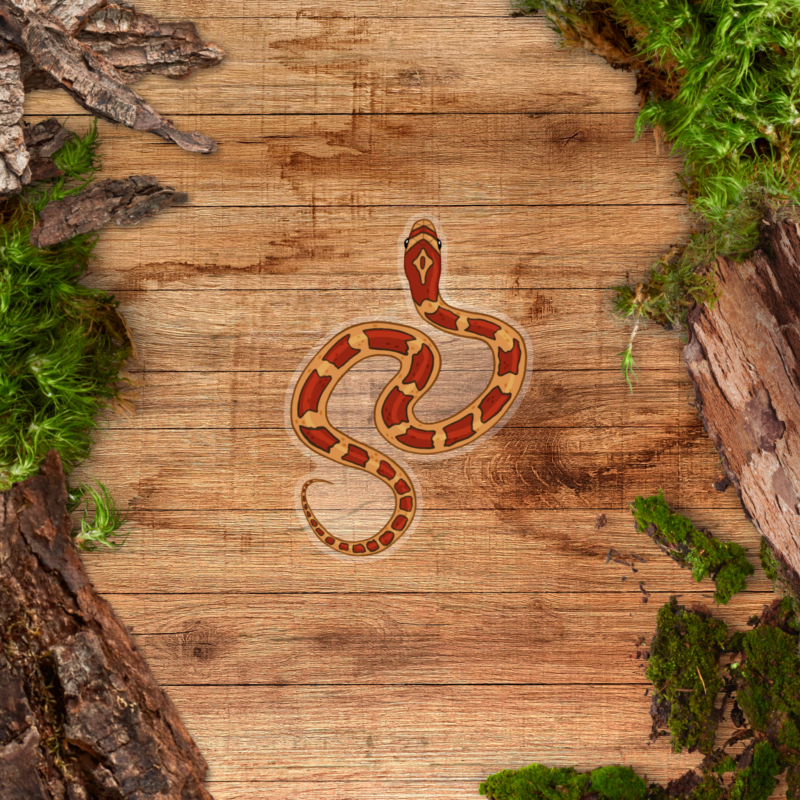 Transparent Sticker - Corn Snake Wild Type Clear Sticker - Wild Type Corn Snake