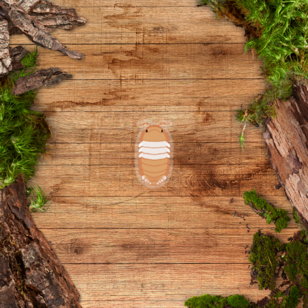Transparent Sticker - Isopod Red Panda King Clear Sticker - Cubaris sp Red Panda King