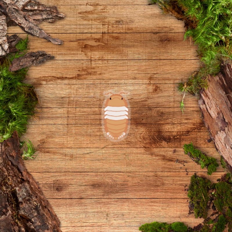 Transparent Sticker - Isopod Red Panda King Clear Sticker - Cubaris sp Red Panda King